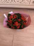 Цветы Kalanchoe Rosalina