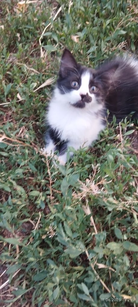 Отдам котят в хорошие руки .
