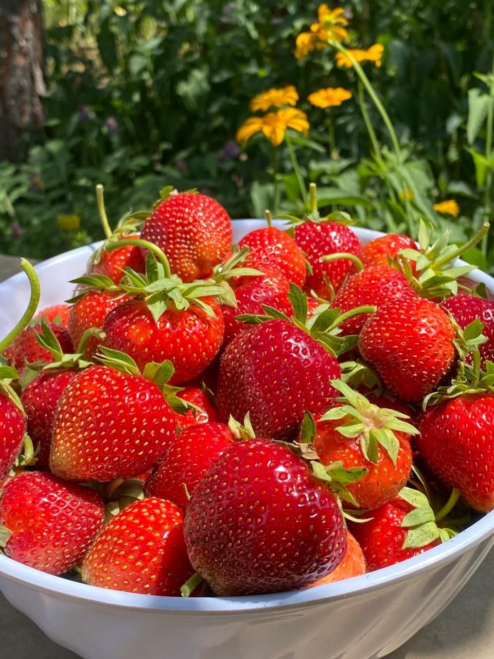 Продам саженцы клубники