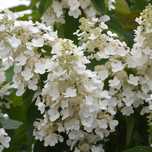 Гортензия White lady