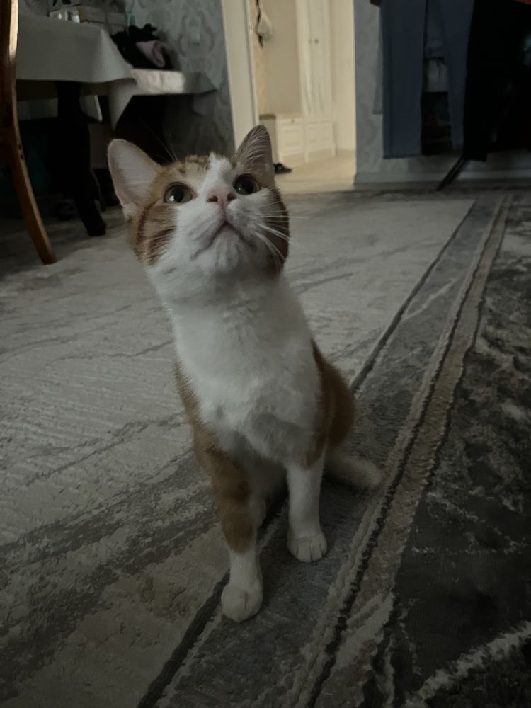 Кошка отдам даром