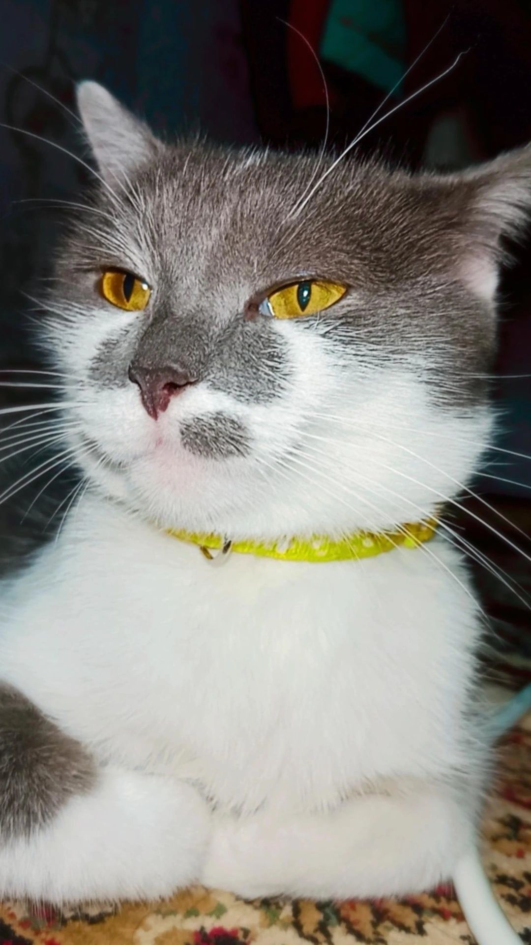 Дымка красивая кошка