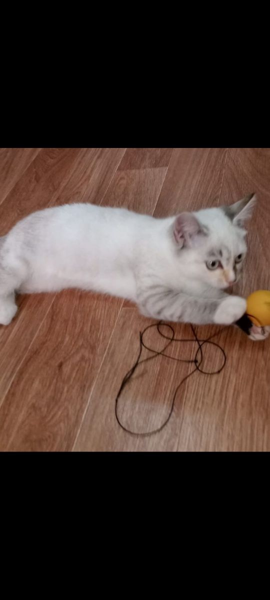 Котята мальчики и девочки 1.5месяцамесяца