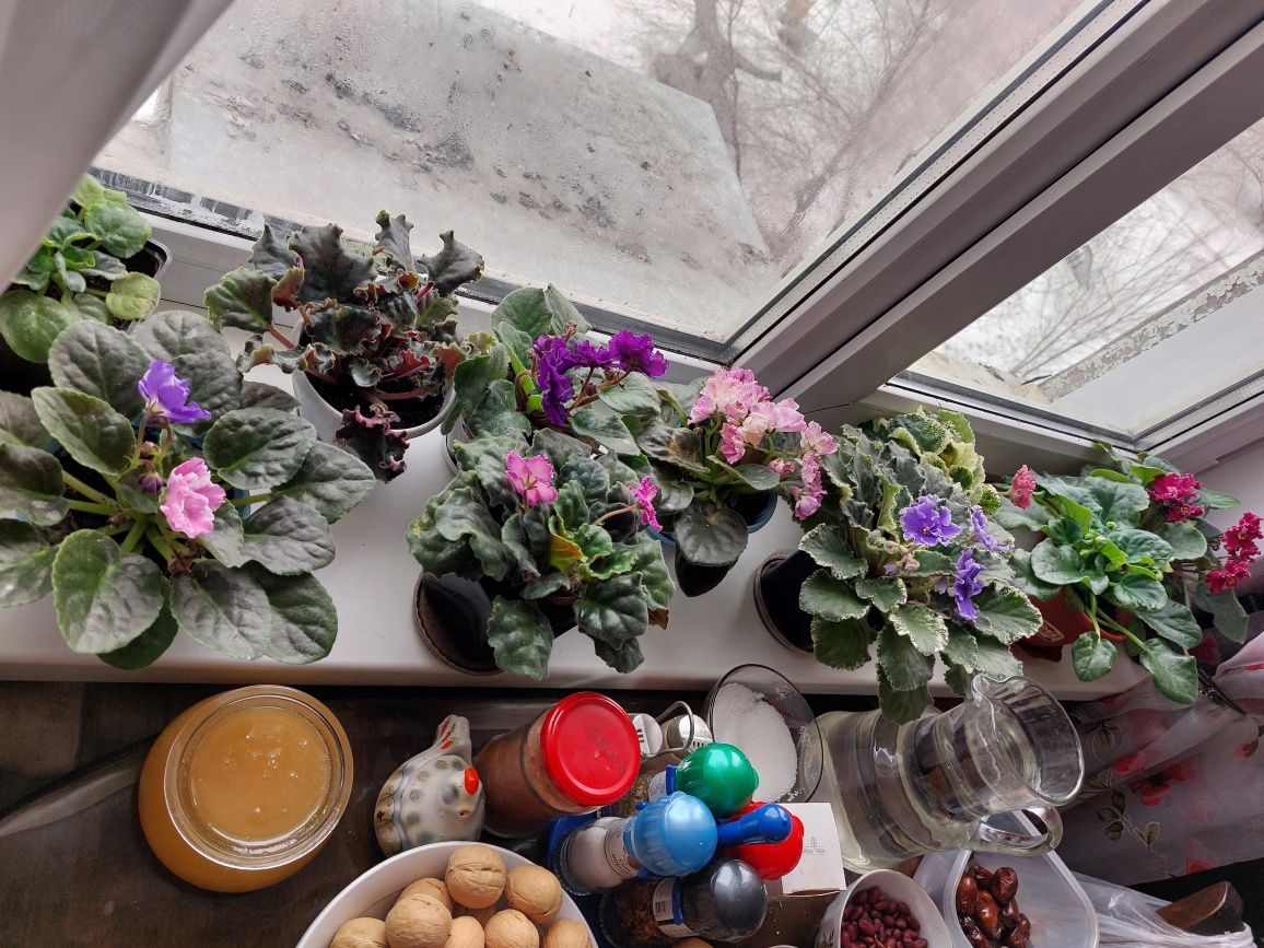 Продам цветы фиалки