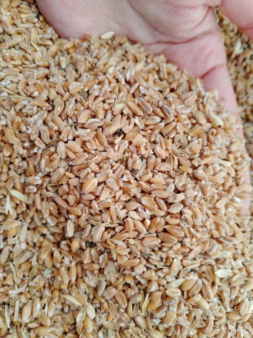 Продам зерно, сечка в мешках ,продам  зерно , сечка
