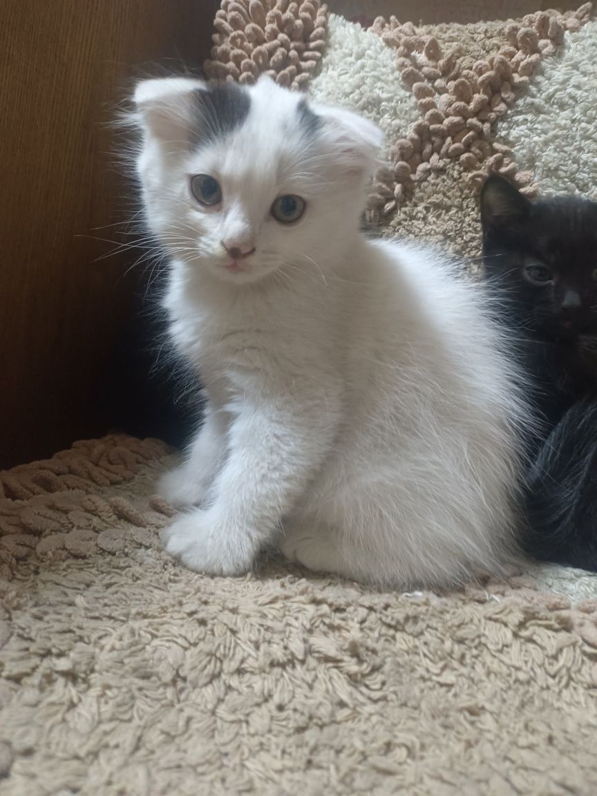 Отдам котят в хорошие руки