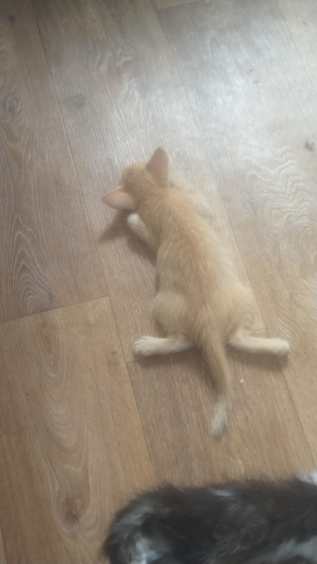 Отдам котят в любящие животных семьи.