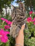 Котенок девочка мышеловка в хорошие руки