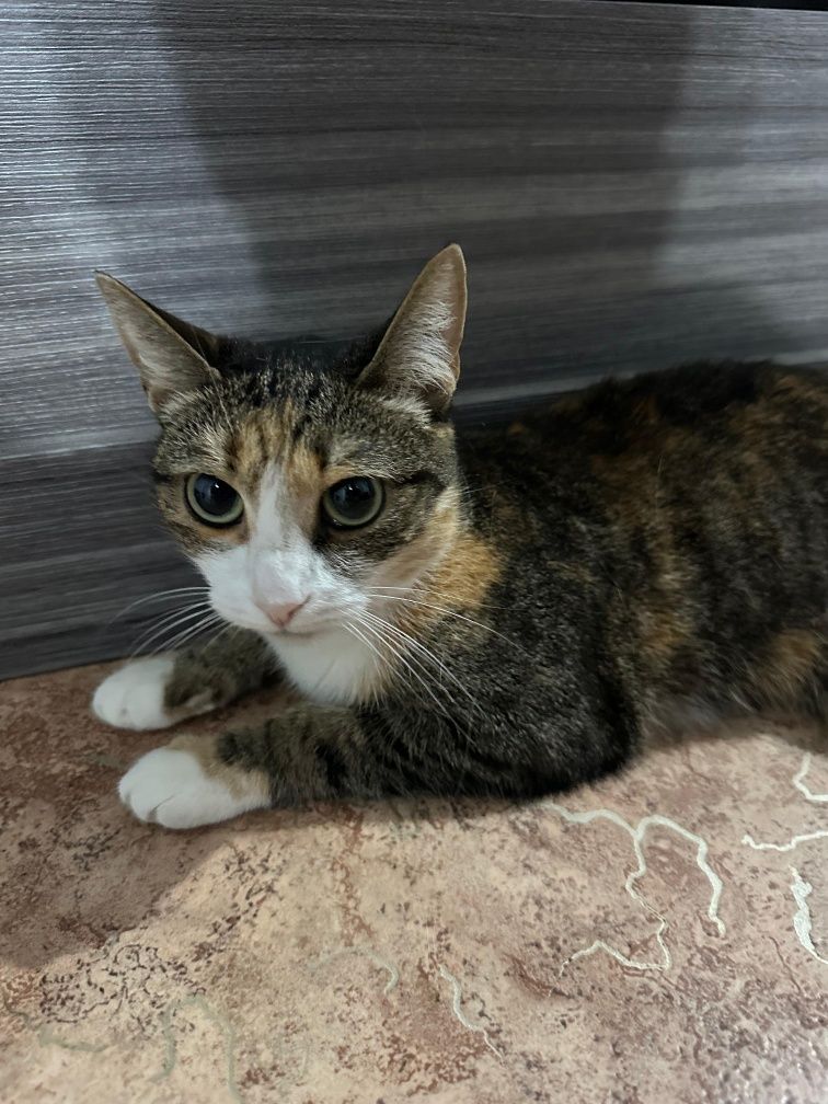 Ласковая кошкааа