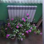 Катарантус  розовый