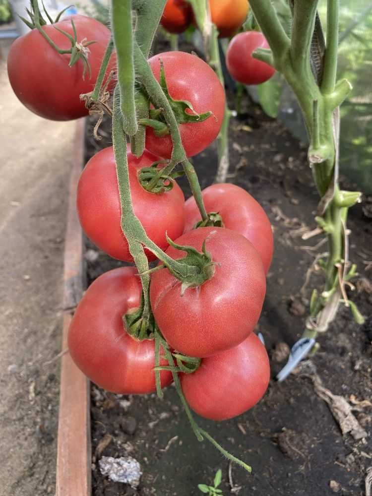 продам помидоры с огорода