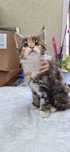 Котенок кошечка породы Мейн Кун