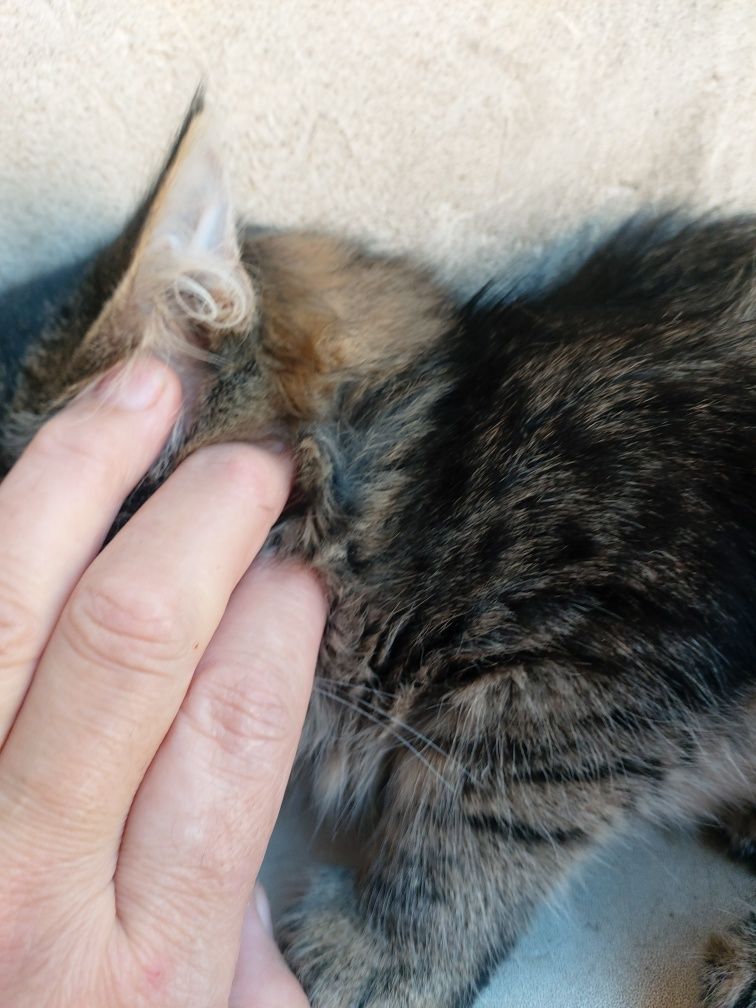 Отдам котенка комышового кота предположительно