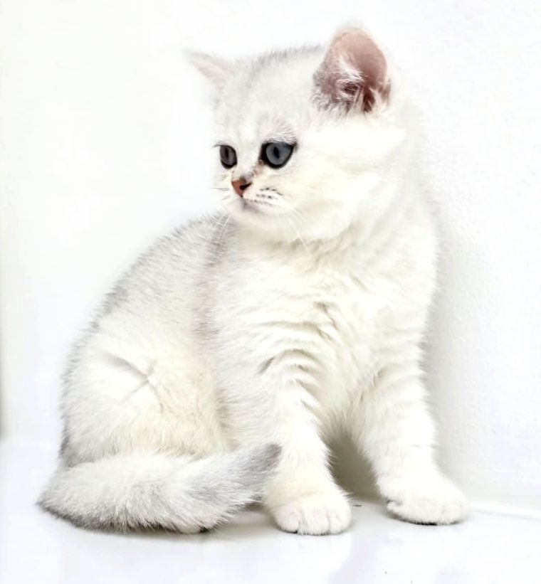 Котята Британские шиншиллы