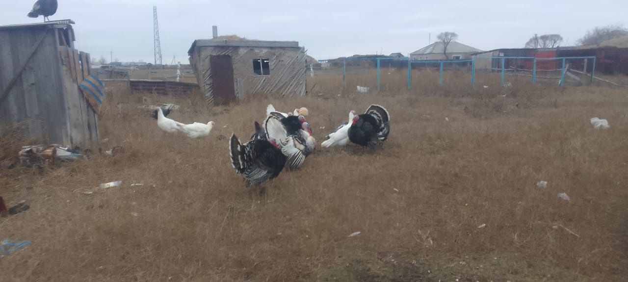 Продам индюшек и индюшат
