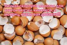 Кальций для улиток и кивсяков.