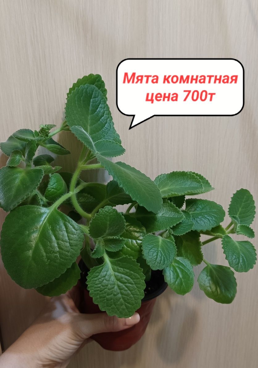 Продам комнатные цветы!