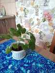 Продам Герань красную.