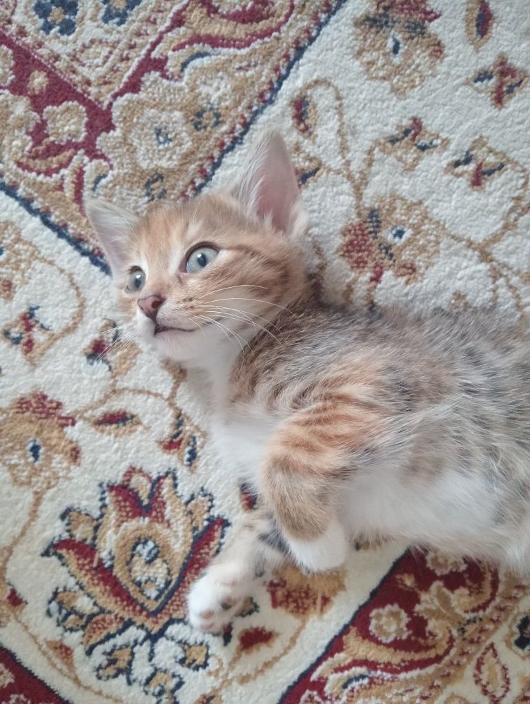 Отдам котят  в хорошие руки, могу привезти.