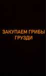 Грибы грузди соленые