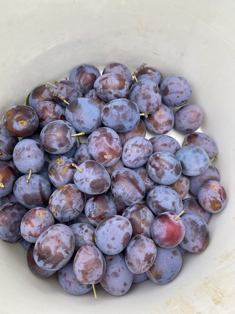 Продам королевскую сливу