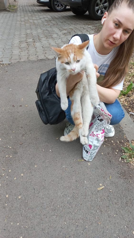 Кто потерял котика в районе Толе би и Кожамкулова