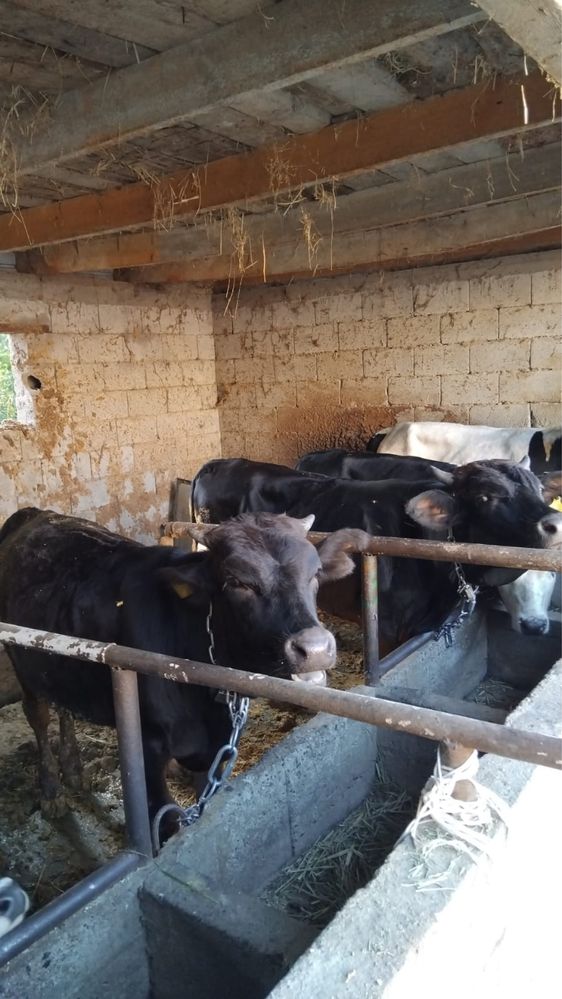 Продам бычков годовалых 9 голов