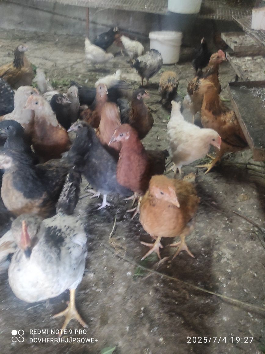 Продам домашнюю птицу, курей, петушков, молодых курочек