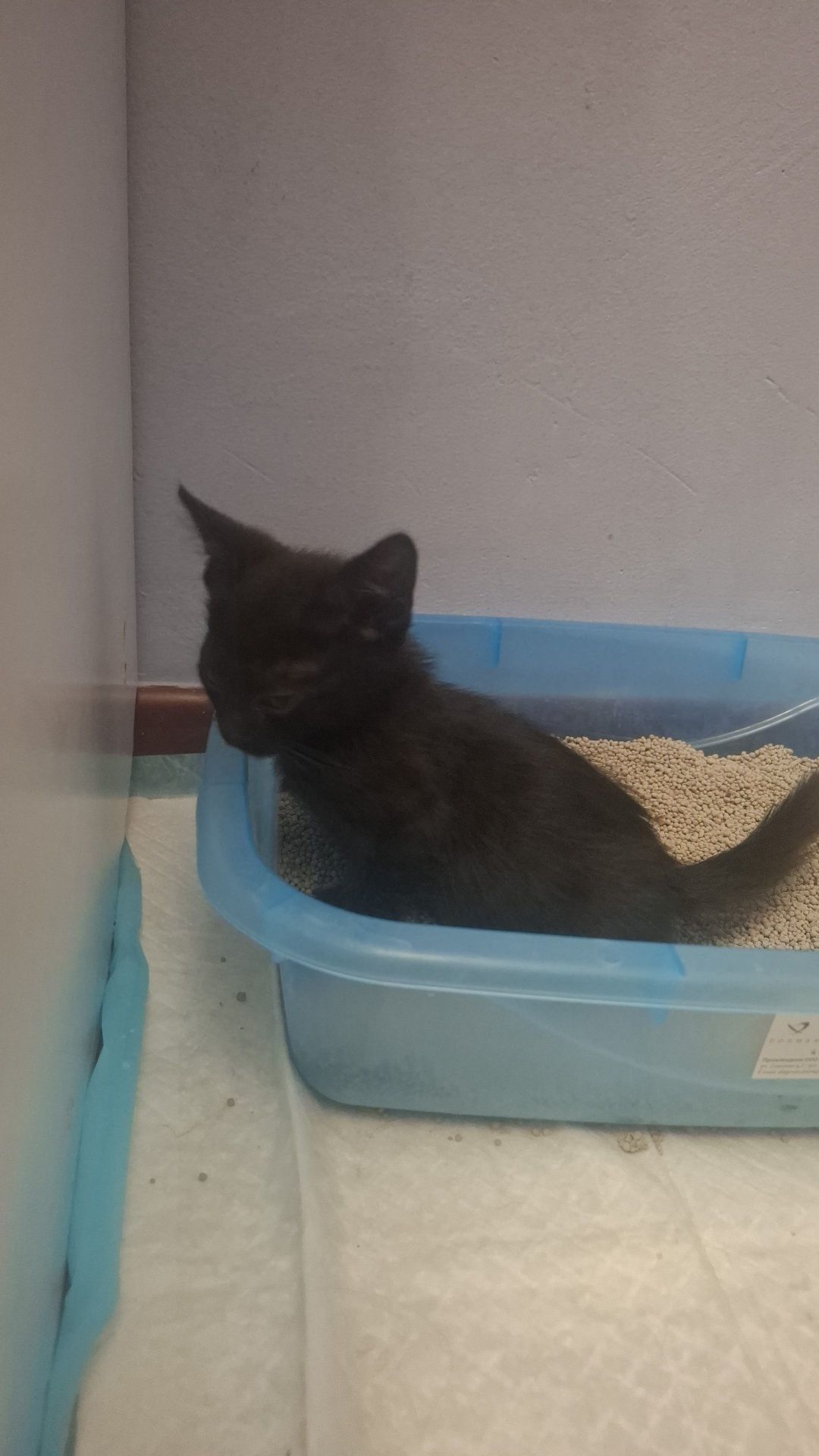 Котёнок в ответственные руки