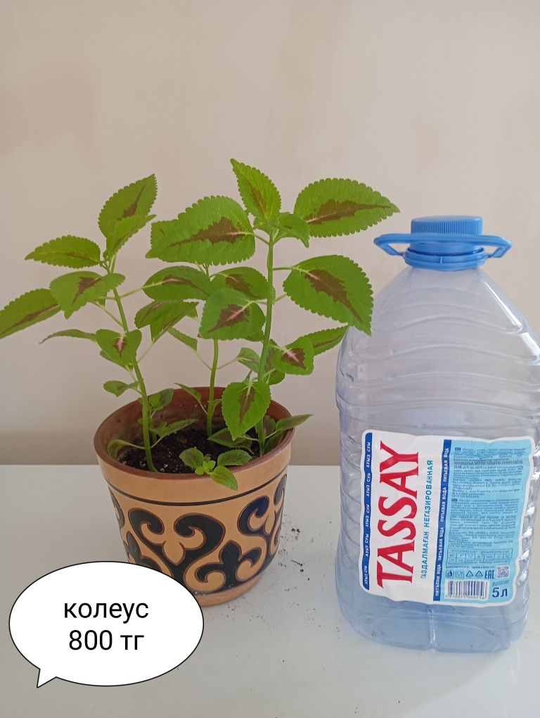 Цветы  комнатные