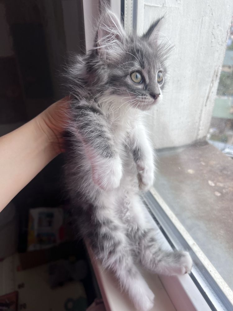Котят в добрые руки бесплатно