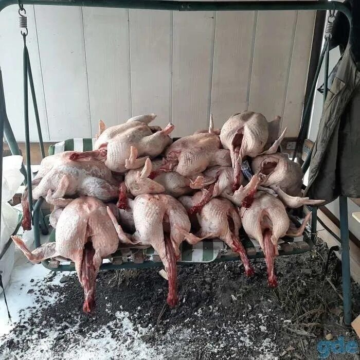 Продам мясо домашних индюков очень вкусное и нежное