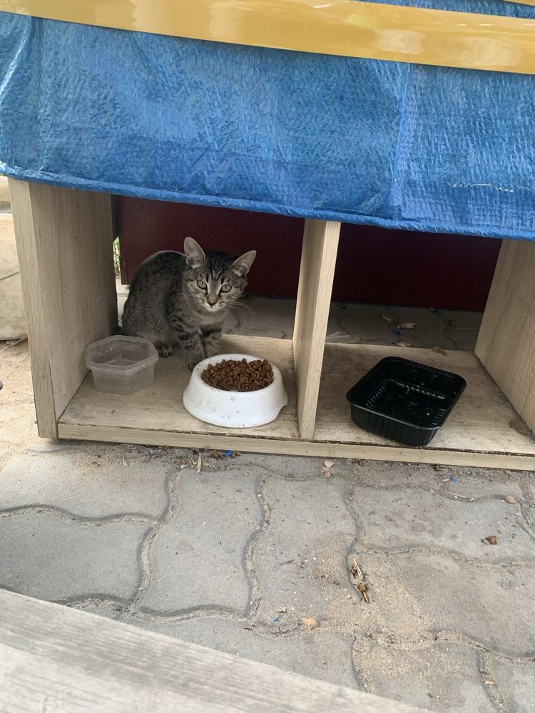 Котятам нужен дом.