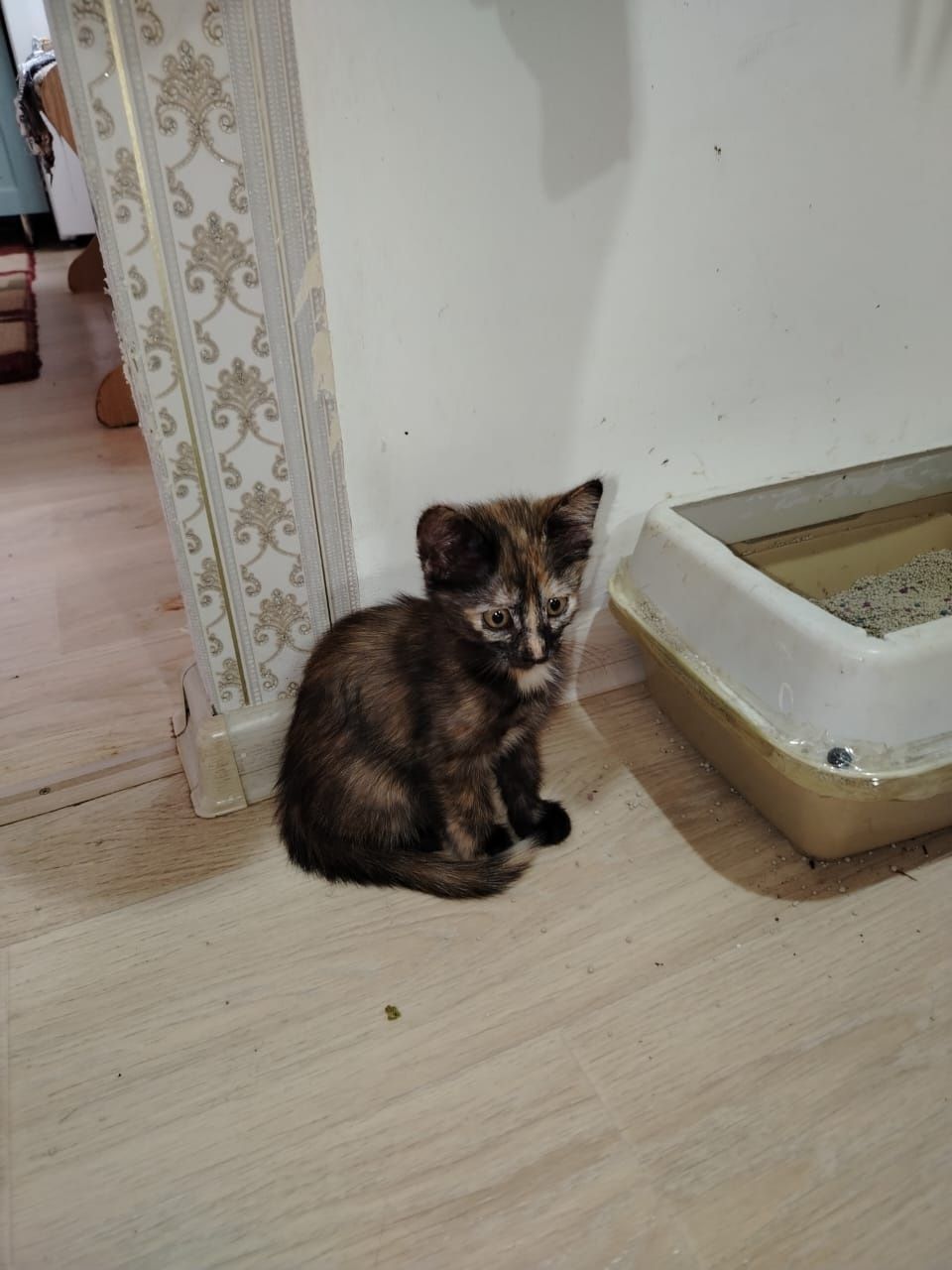 Отдам котят в хорошие руки. Красивые, игривые  к лотку приучены.