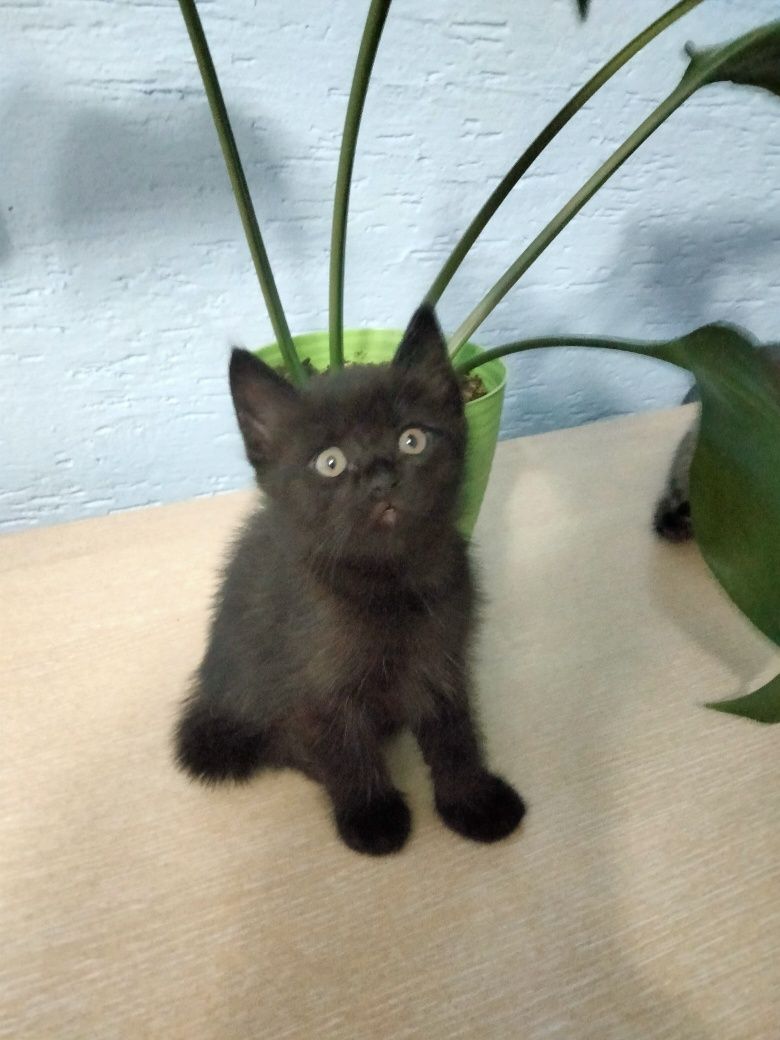 Отдам в добрые руки котят