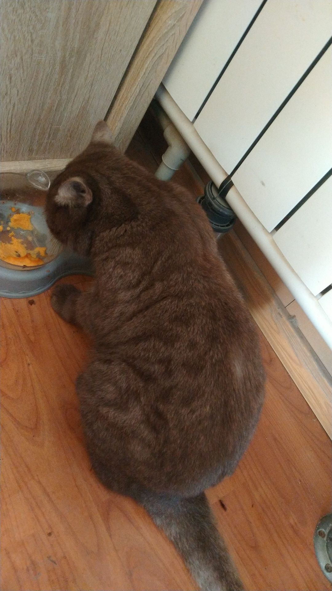 Нашелся котик. Красивый.