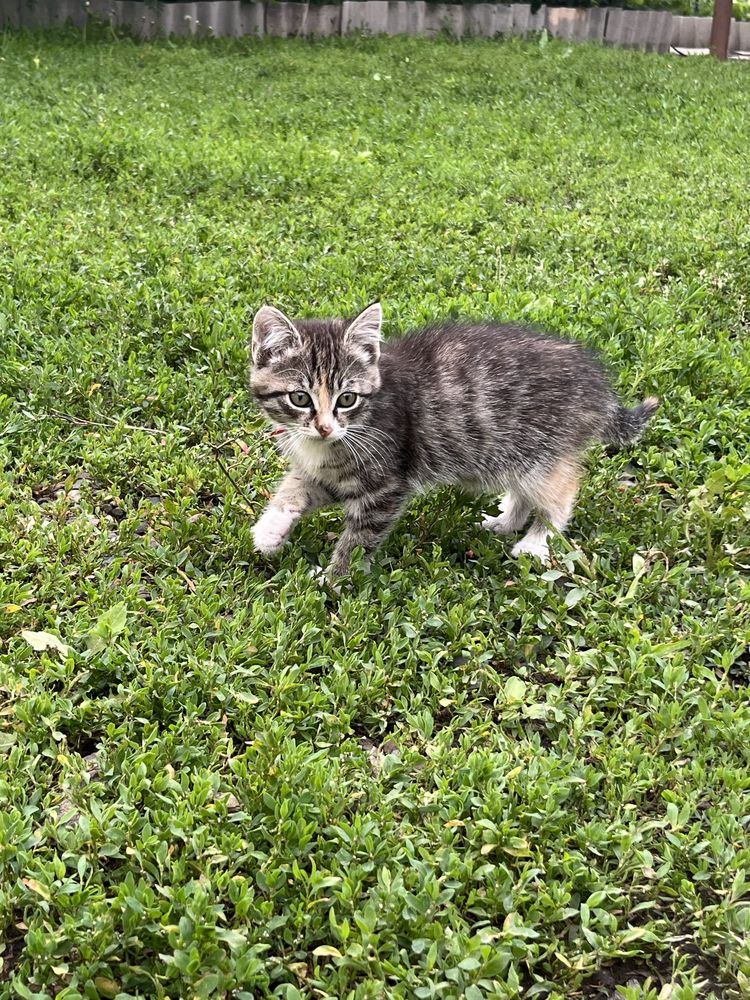 Котенок в добрые руки