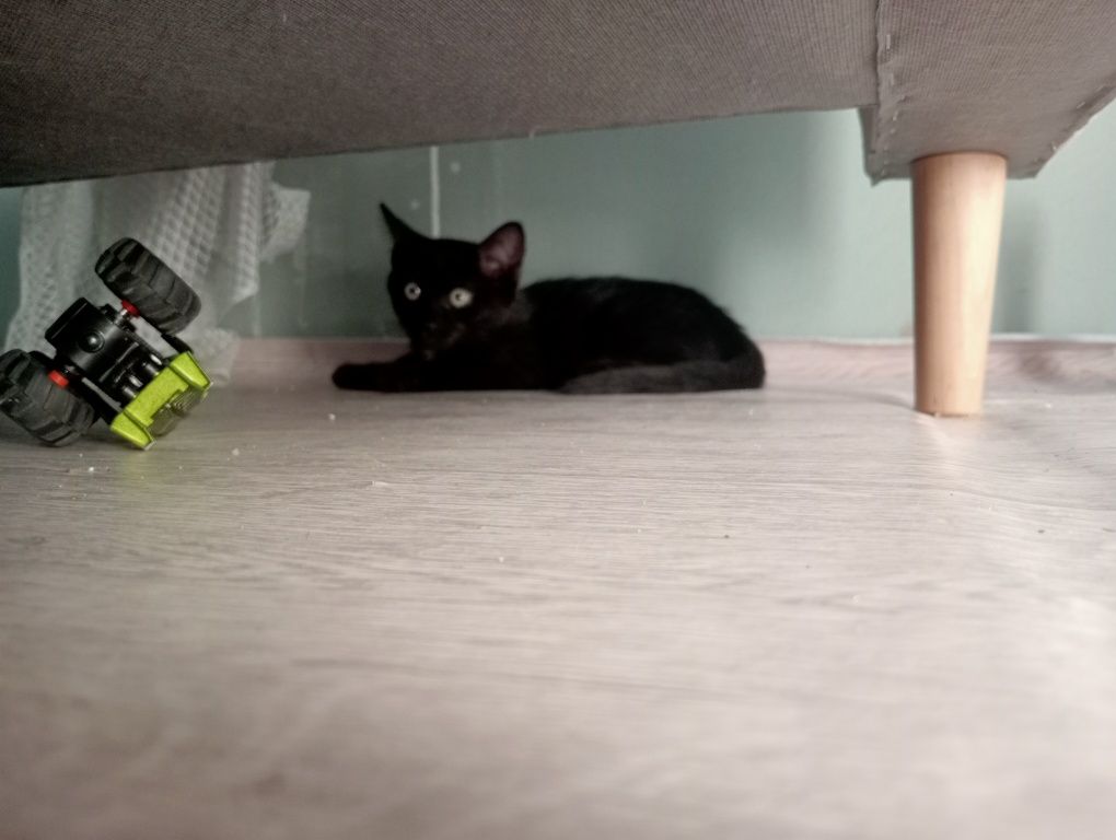 Котята ищут любящих хозяев