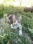 котенок 3,5 месяца бесплатно
