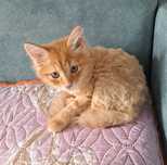 Отдам котенок. Рыжая игривая девочка.
