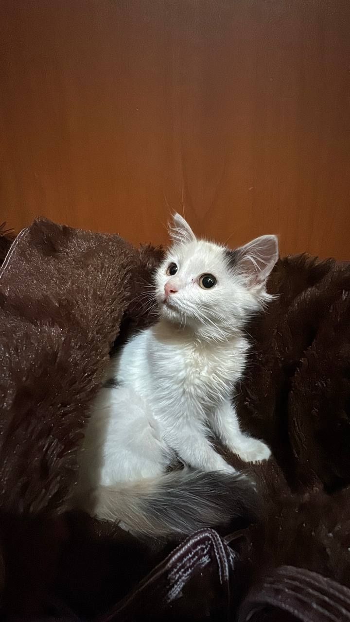 Отдам котенка бесплатно