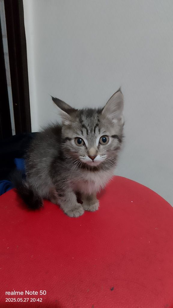 Отдам в добрые руки котят