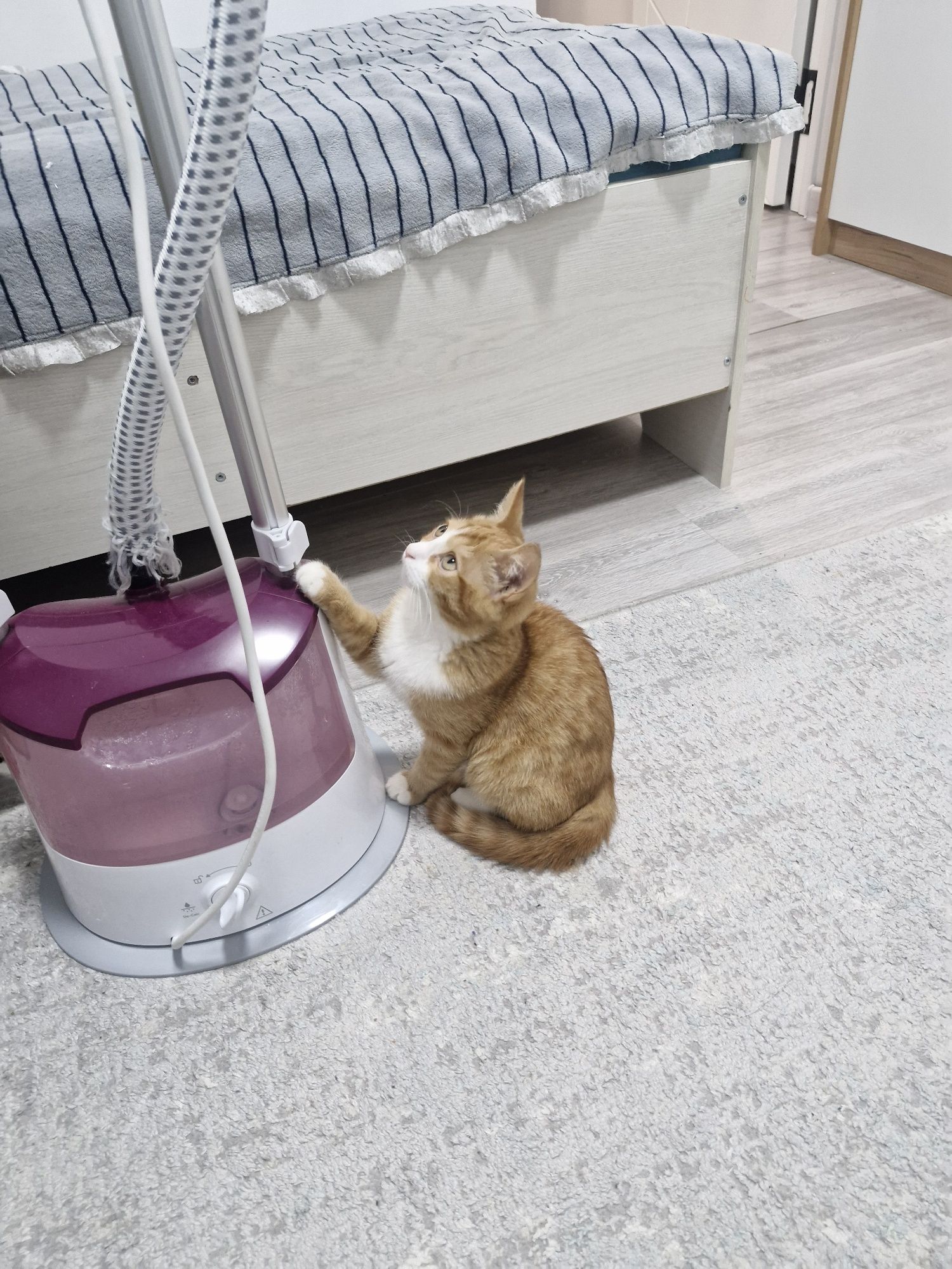 Котенок в очень добрые руки