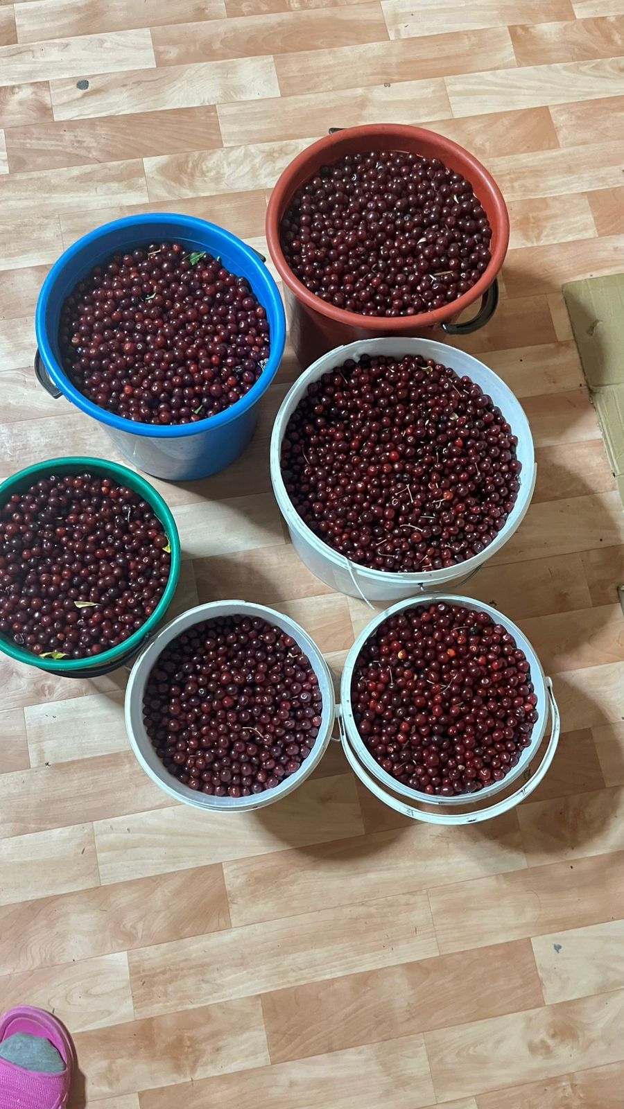 Продам замороженный вишня
