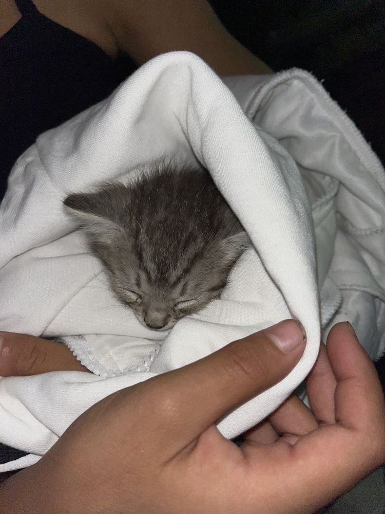 отдам бесплатно котенка