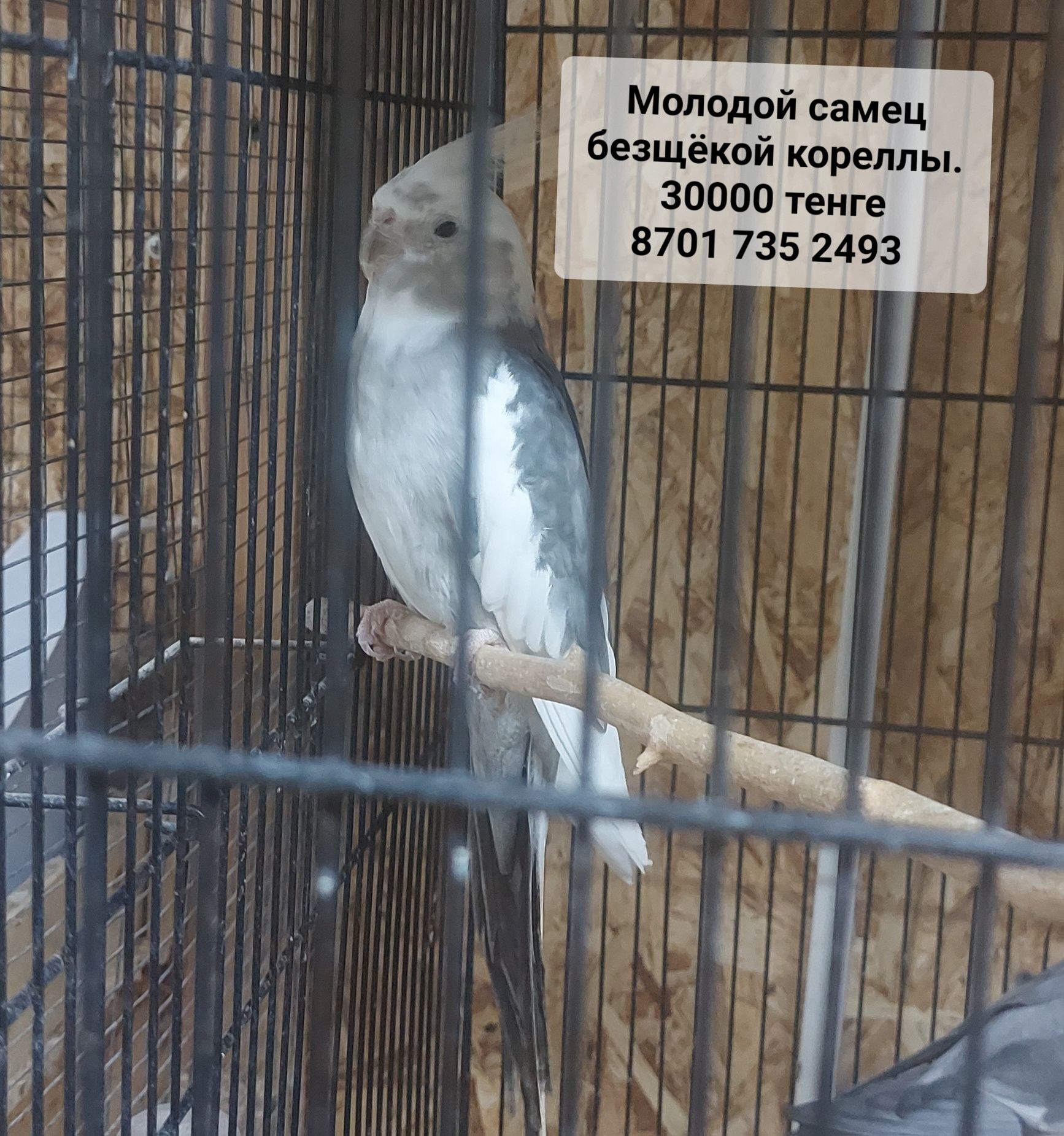 Молодой самец безщёких корелл