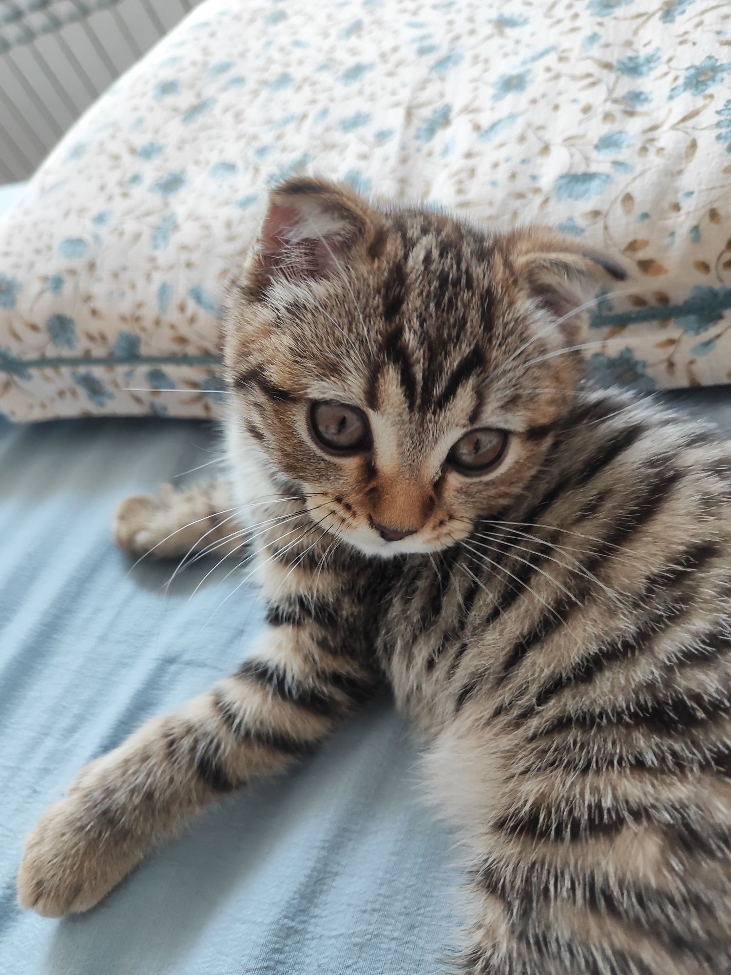 Котенок чистокровная  британка