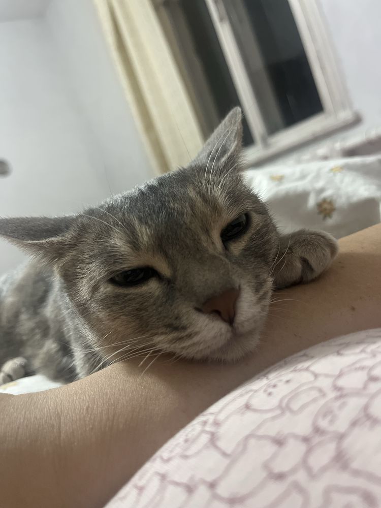 Отдам в хорошие добрые руки кошку Чаузи
