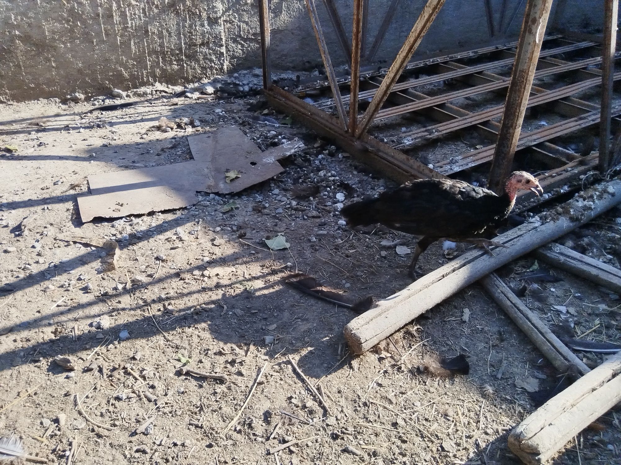 Ундік балапандары сатылады