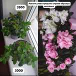 Отростки и цветочки